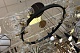 подвесная люстра arte lamp vincent a7790sp-15bk