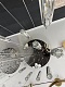 подвесная люстра newport 4520 4528+14/s chrome м0067061